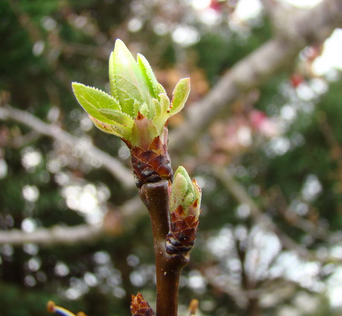 Sviluppo vegetale dell'' albicocco Prunus armeniaca